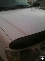 Thursday ash fall. Photo by Renee Ptreri..
