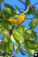 Yellow Warbler. Photo by Fred Pflughoft.