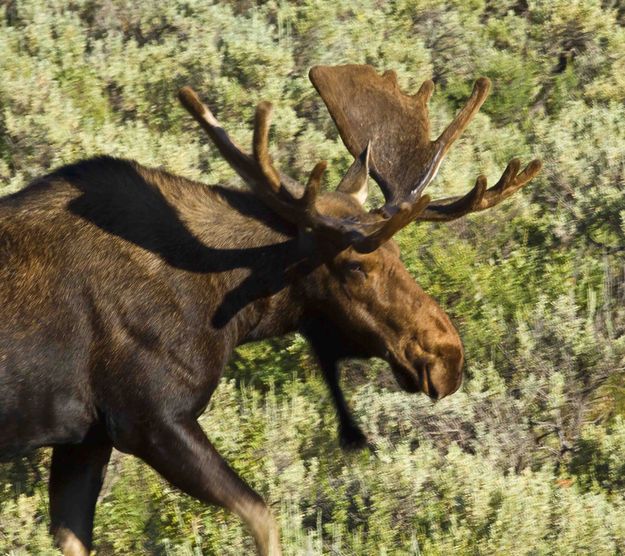 Big bull. Photo by Dave Bell.