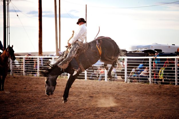 Bronc. Photo by Tara Bolgiano, Blushing Crow Photography.