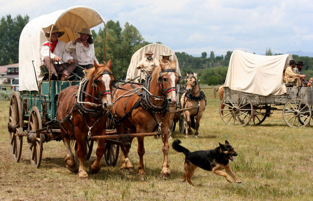 Wagons. Photo by Clint Gilchrist, Pinedale Online.