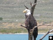 Bald Eagle. Photo by Sally Donahue.