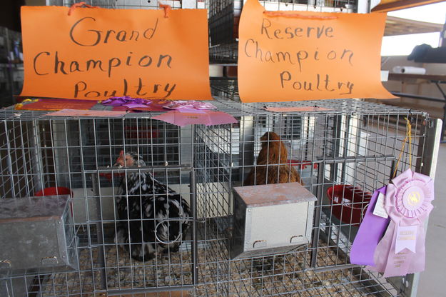 Champion Poultry. Photo by Dawn Ballou, Pinedale Online.