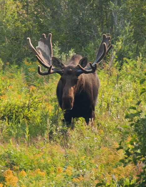 Big Guy Moose. Photo by Dave Bell.