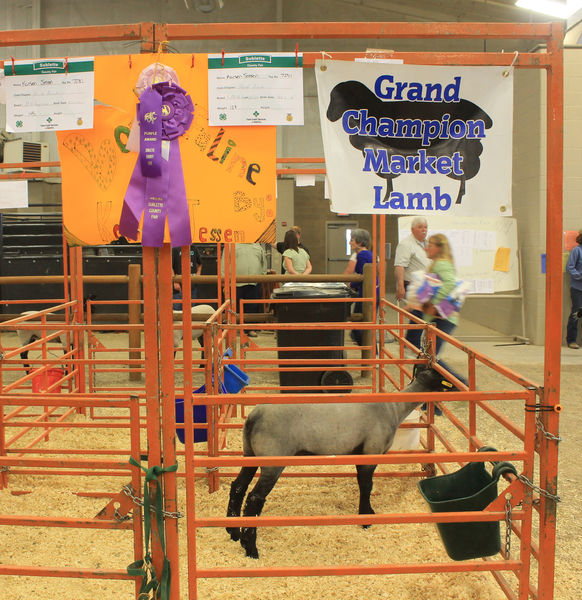 Grand Champion Lamb. Photo by Dawn Ballou, Pinedale Online.