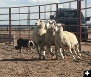 Herd dog demo. Photo by Dawn Ballou, Pinedale Online.