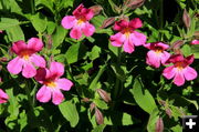 Pink Monkey Flowers. Photo by Fred Pflughoft.