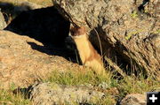 Weasel. Photo by Fred Pflughoft.