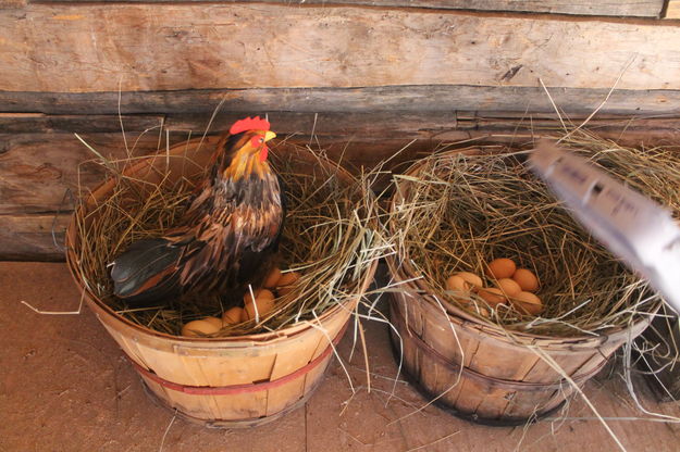 Hen and eggs. Photo by Dawn Ballou, Pinedale Online.