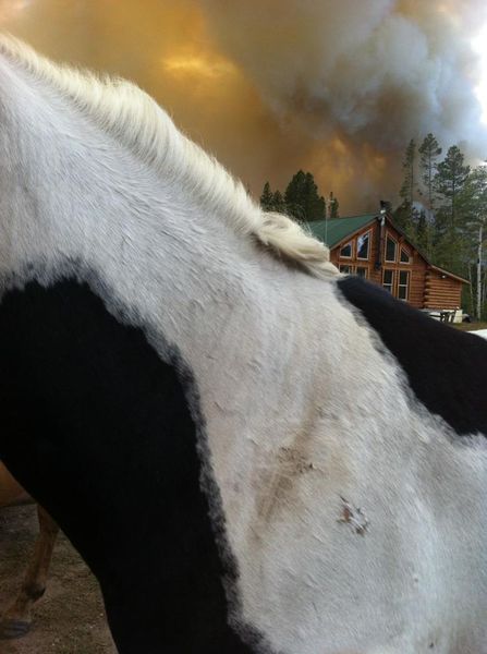 Evacuating the horses. Photo by Julie Bain.