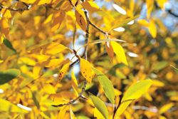 Mellow yellow. Photo by Andrew Setterholm, Sublette Examiner.