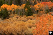 Kelly Park aspens. Photo by Fred Pflughoft.