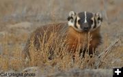 Badger. Photo by Cat Urbigkit.