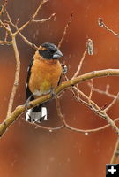 Black headed grossbeak. Photo by Fred Pflughoft.