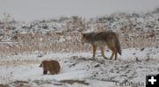 Coyote and badger, friends. Photo by Cat Urbigkit.