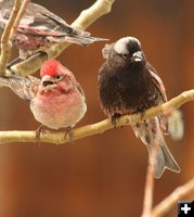 Finches. Photo by Fred Pflughoft.