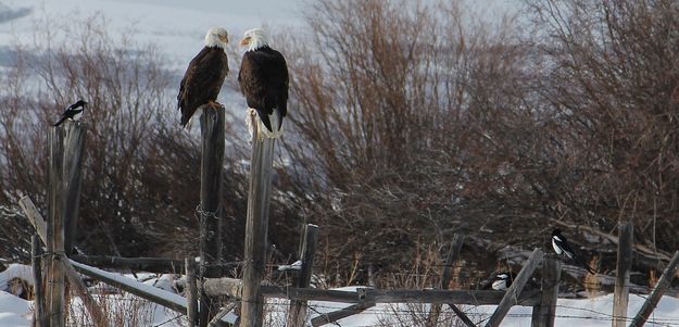 Bald eagles & magpies. Photo by Sid Stanfill.