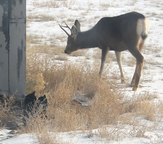 Peek-a-boo. Photo by Dawn Ballou, Pinedale Online.