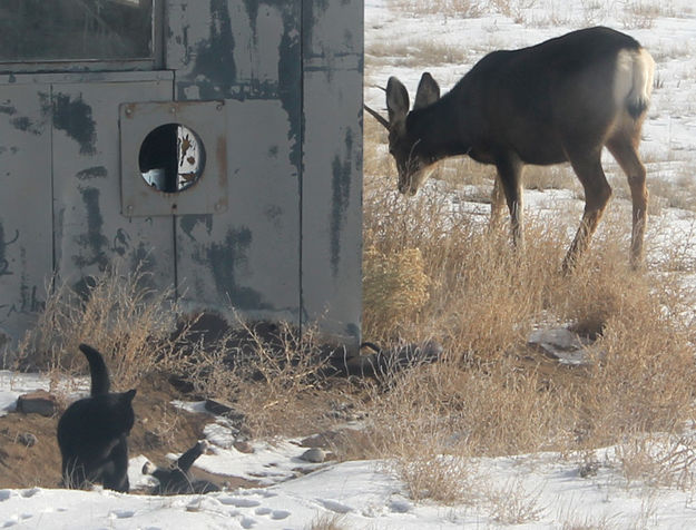 Not worried at all. Photo by Dawn Ballou, Pinedale Online.