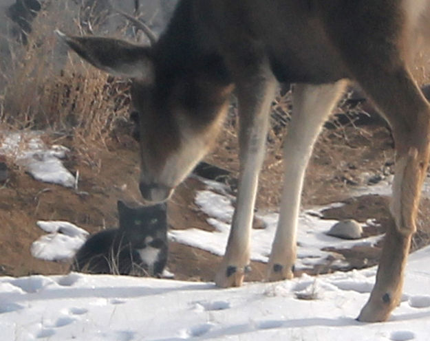 Getting close. Photo by Dawn Ballou, Pinedale Online.