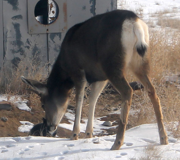 Nose touch. Photo by Dawn Ballou, Pinedale Online.