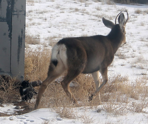 Walking away. Photo by Dawn Ballou, Pinedale Online.