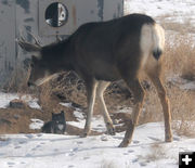 Close together. Photo by Dawn Ballou, Pinedale Online.