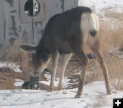 Making friends. Photo by Dawn Ballou, Pinedale Online.