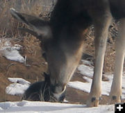 Up close. Photo by Dawn Ballou, Pinedale Online.