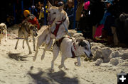 Excited dogs. Photo by Chris Havener.