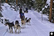 Sled Dog teams. Photo by Dave Bell.