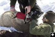 Collecting sample. Photo by Mark Gocke, Wyoming Game & Fish.