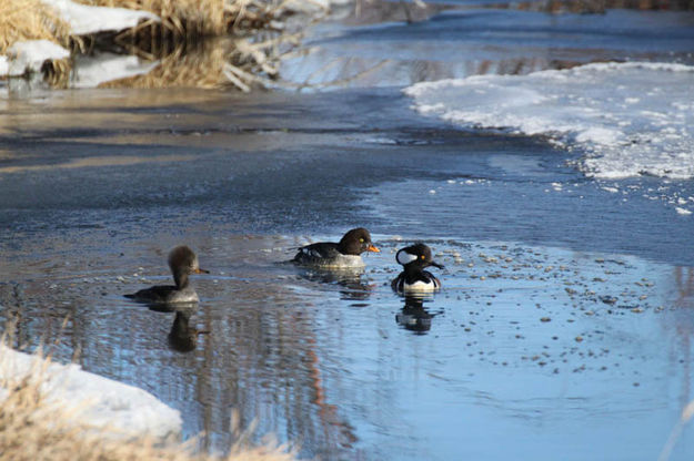 3 ducks. Photo by Pinedale Online.