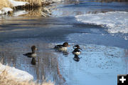 Nice swim. Photo by Pinedale Online.