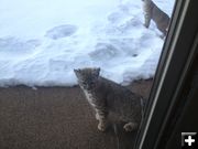 Kittens. Photo by Larry and Phyllis McCullough.