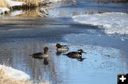 3 in the pond. Photo by Pinedale Online.