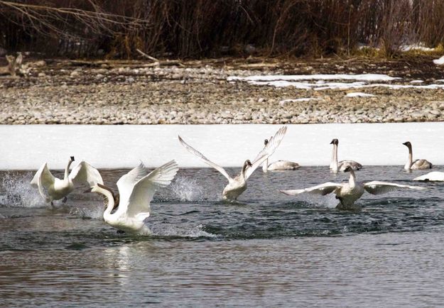 Swan play. Photo by Dave Bell.