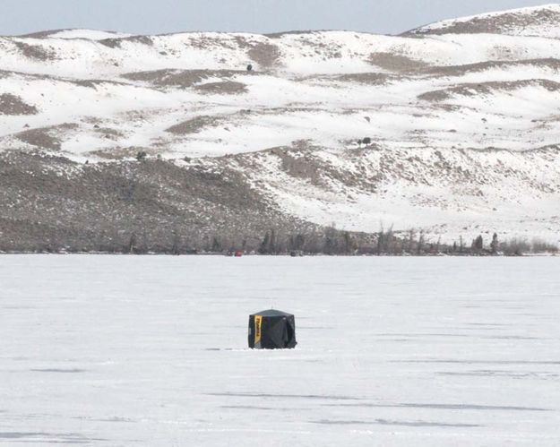 Loner. Photo by Dawn Ballou, Pinedale Online.