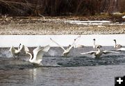 Swan play. Photo by Dave Bell.