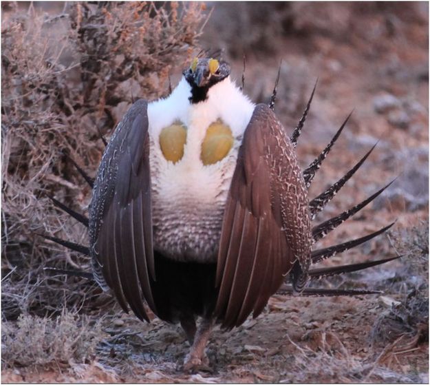 All puffed up. Photo by Jon Colson.