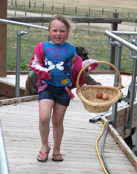 Collecting eggs. Photo by Clint Gilchrist, Pinedale Online.