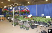 Flowers & vegetables. Photo by Dawn Ballou, Pinedale Online.