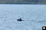 Moose out for a swim. Photo by Sam Drucker.