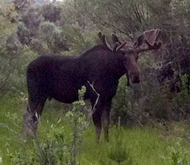 Moose. Photo by Joe Zuback.