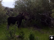 Bull Moose. Photo by Joe Zuback.