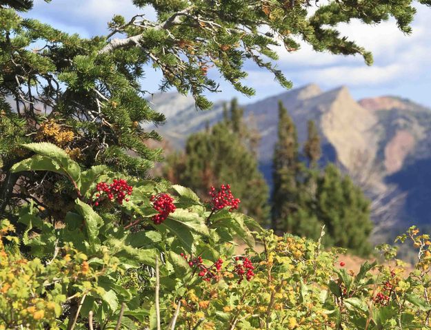 Berries galore. Photo by Dave Bell.