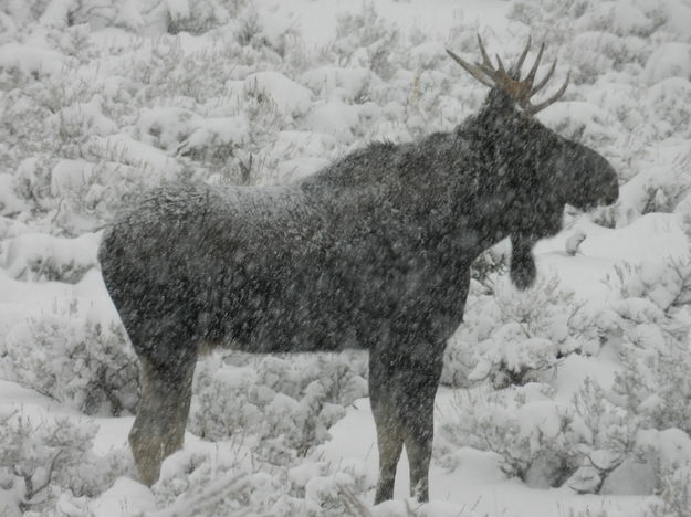 Snow Moose. Photo by Ralph Faler.