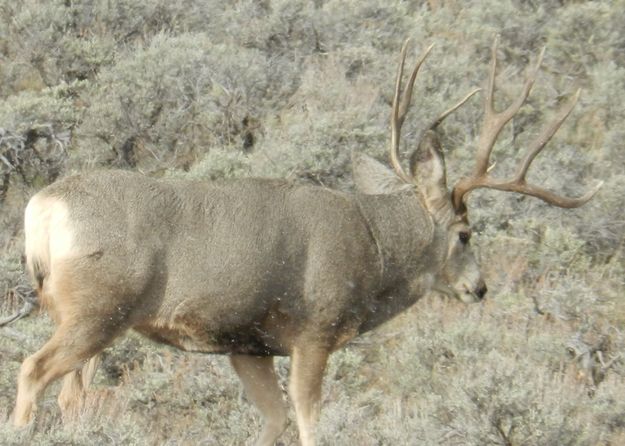 Nice buck. Photo by Ralph Faler.