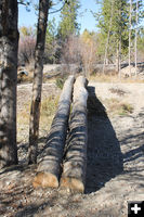 Log crossing bridge. Photo by Dawn Ballou, Pinedale Online.