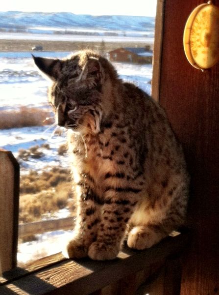 Bobcat. Photo by Kim Andrews.